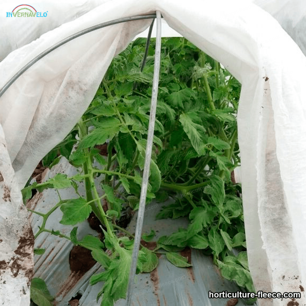 Vegetables protected by frost blanket