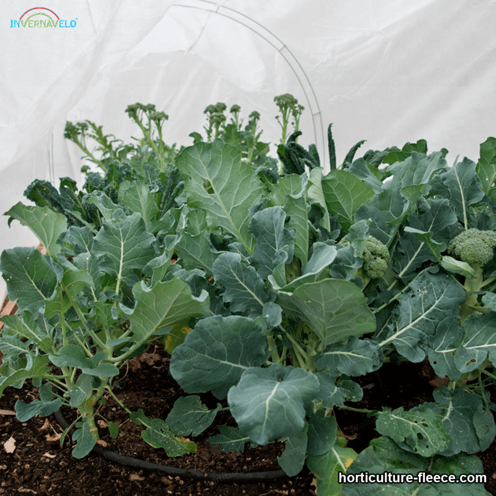 protect your vegetables with the frost blanket