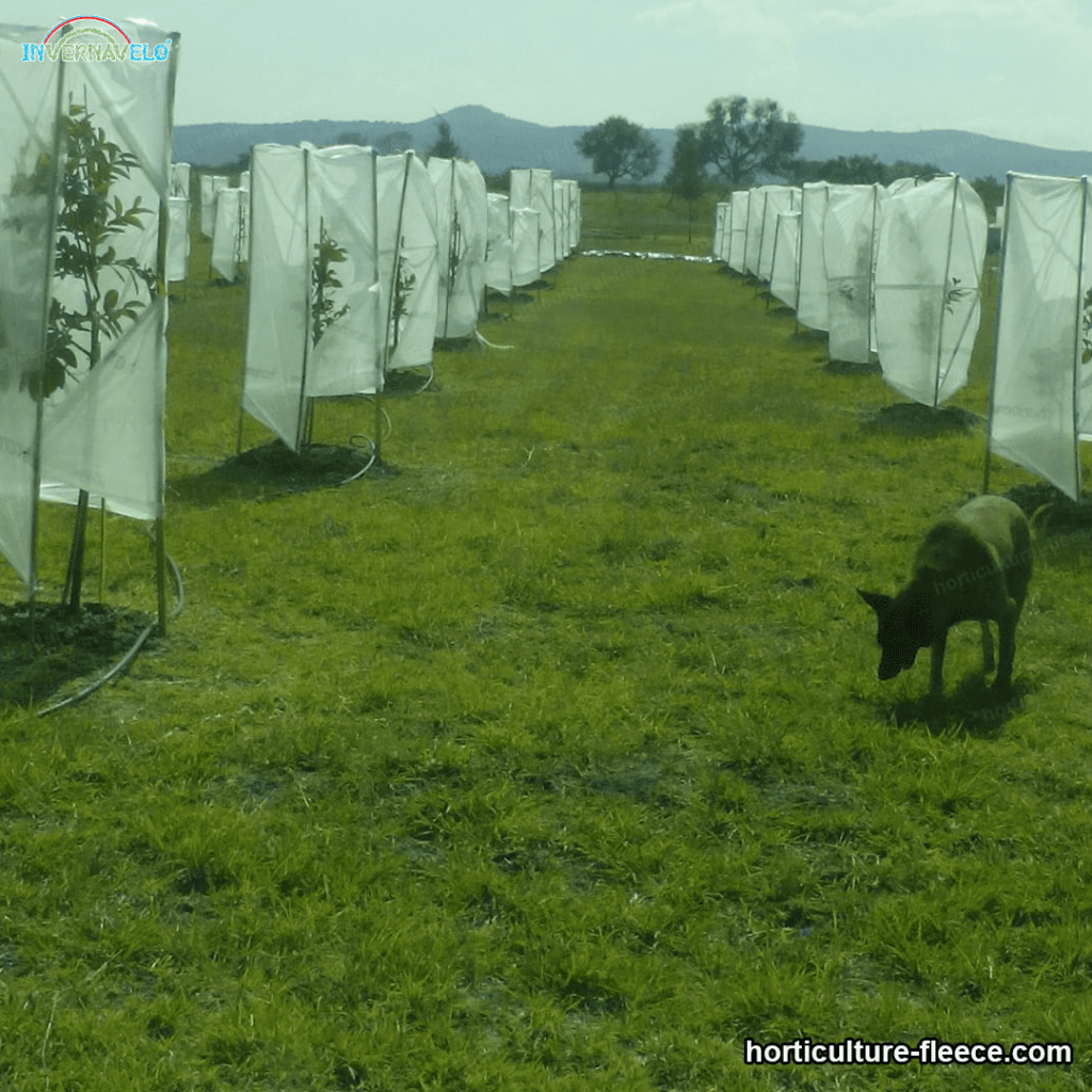 field of lemon trees with installed thermal blanket 