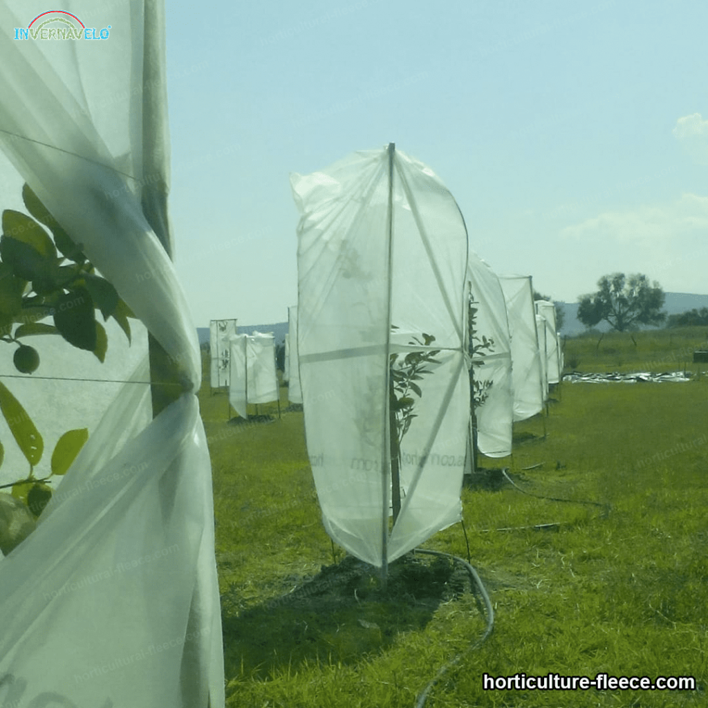 horticultural blanket covering small lemon trees